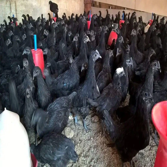 black-poultry-farm-chicks-2.webp