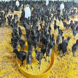 Black Poultry Farm Chicks