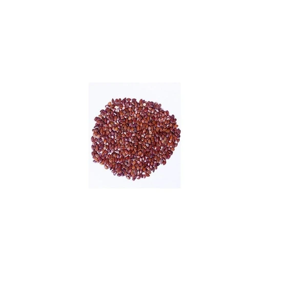 hybrid-amla-seeds-2.webp