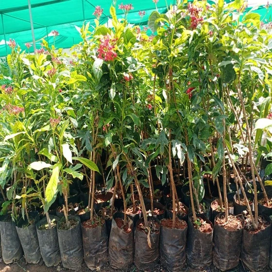 jatropha-saplings-2.webp