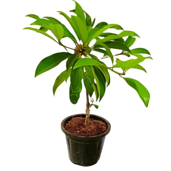 chiku-fruit-plant-2.webp