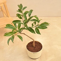 Chiku Fruit Plant