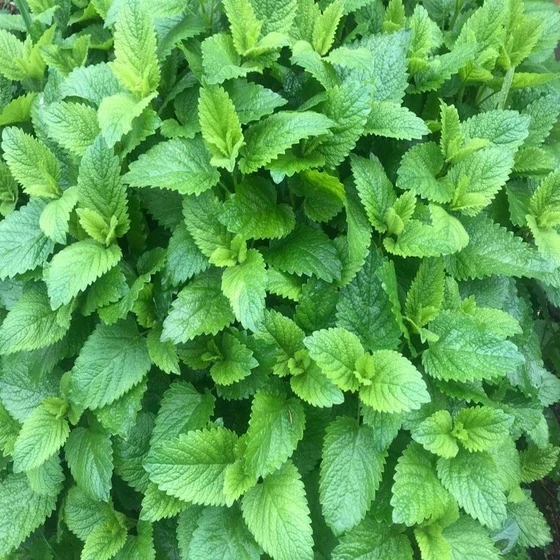 fresh-lemon-plant-2.webp