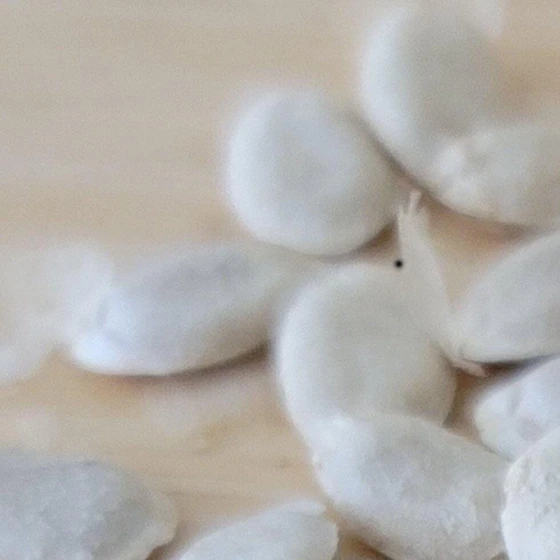 sponge-gourd-seeds-2.webp