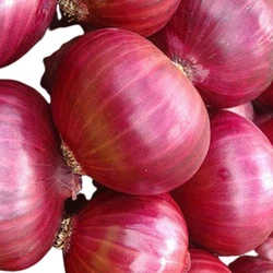 Organic White Onion