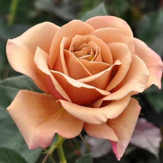 hybrid-brown-rose-seeds-2.webp
