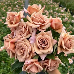 Hybrid Brown Rose Seeds 