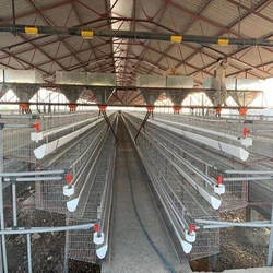 Layer Poultry Cages