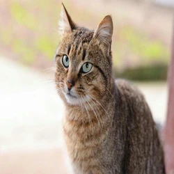 Cat Ketone