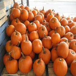 Round Fresh Pumpkin