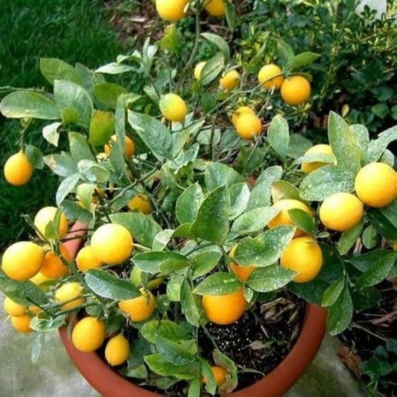gardening-lemon-fruit-plant-2.webp