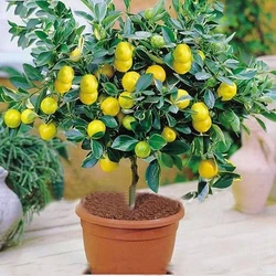 Gardening Lemon Fruit Plant