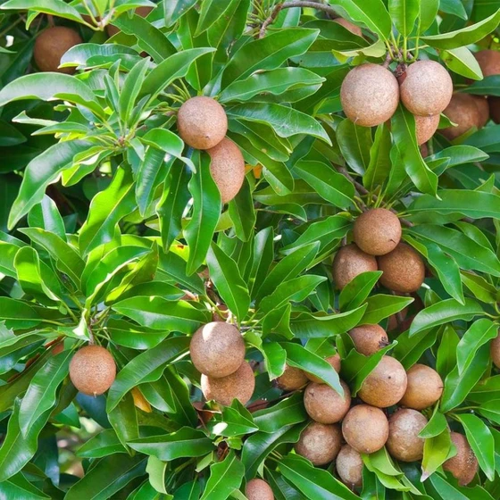 chiku-fruit-plants-2.webp