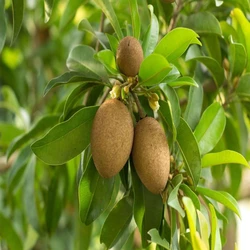Chiku Fruit Plants
