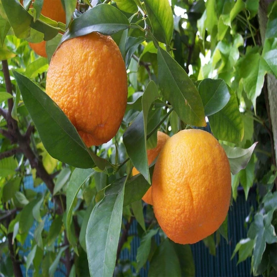 sour-orange-fruit-2.webp