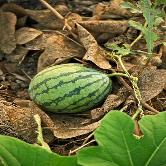 green-fresh-watermelon-2.webp