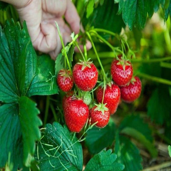 fresh-organic-strawberry-2.webp