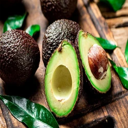 Cultivated Avocado