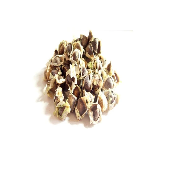 moringa-seeds-1.webp