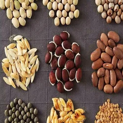 Vegetable Seed