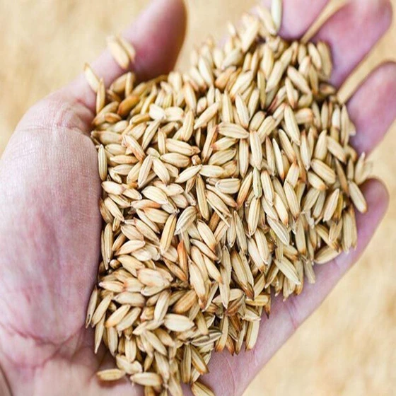 organic-paddy-rice-2.webp