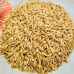 Organic Paddy Rice
