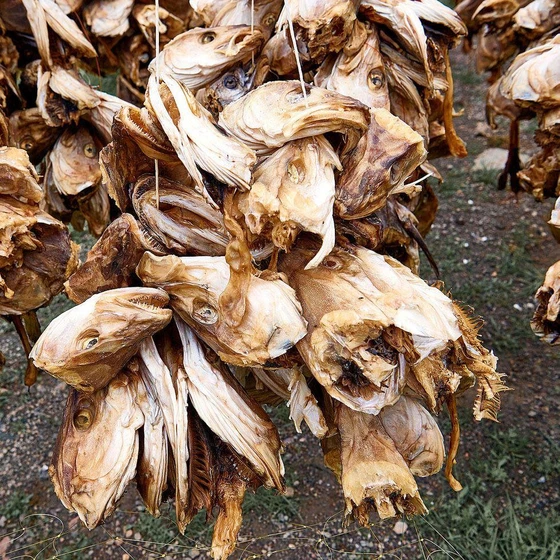 dry-fish-head-2.webp