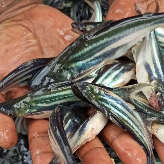 pangasius-fish-seed-2.webp