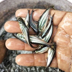 Pangasius Fish Seed