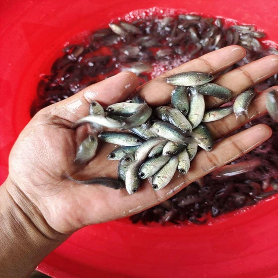 tilapia-fish-seed-2.webp