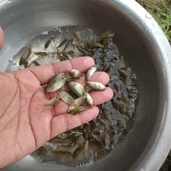 Koi Fish Seed