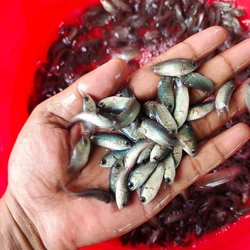 Chital Fish Seed