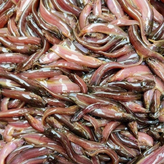 singhi-fish-seed-2.webp