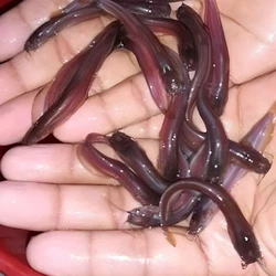 Singhi Fish Seed