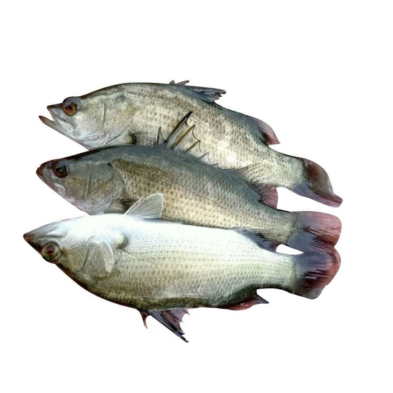 seabass-fish-seed-1.webp