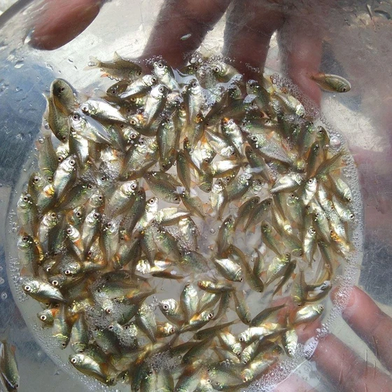 seabass-fish-seed-2.webp