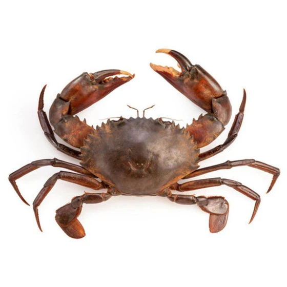 whole-mud-crab-1.webp
