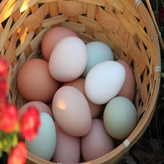 natural-brown-egg-2.webp