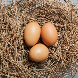 Healthy Chicken Egg
