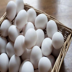 Fresh Chicken White Egg