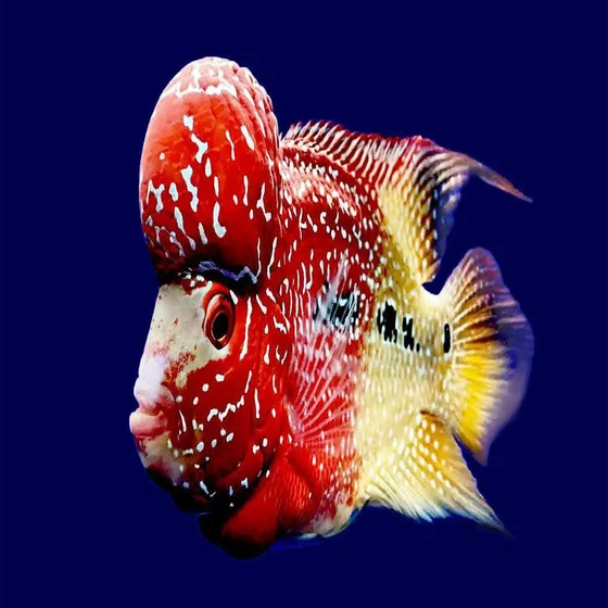 flower-horn-fish-2.webp