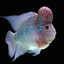 Flower Horn Fish