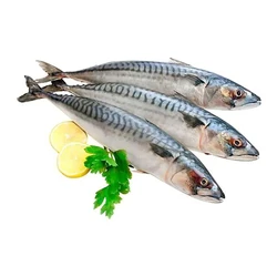 Fresh Mackerel Fish