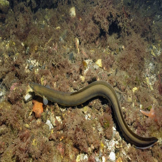 fresh-eel-fish-2.webp