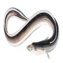 Fresh Eel Fish