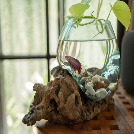 plain-mini-aquarium-2.webp