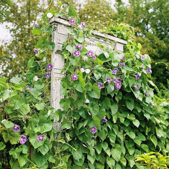nostalgic-vine-flower-2.webp