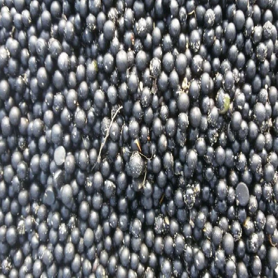 black-shatavari-seeds-2.webp