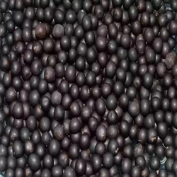 Black Shatavari Seeds