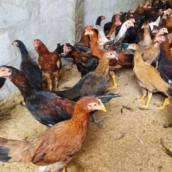 multicolor-cornish-chicks-2.webp